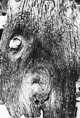 Treebark #2 photograph