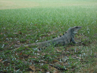 Lizard at Uxmal, photograph