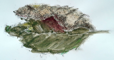 Autumn Leaf #1